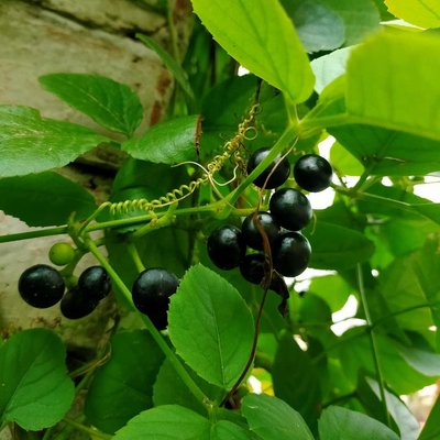Jangal Berry 