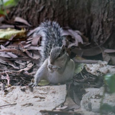 Morning munching! 🥜🍪🐿️