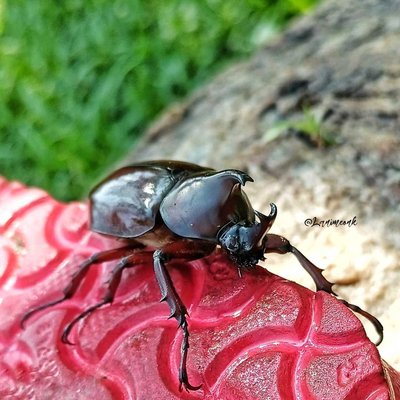 Kumbang Tanduk - insect