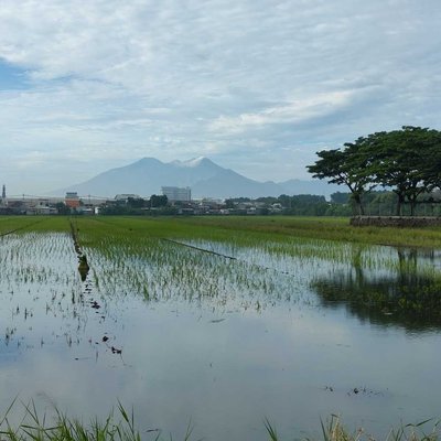 sawah 