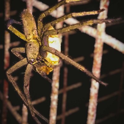Huntsman Spider