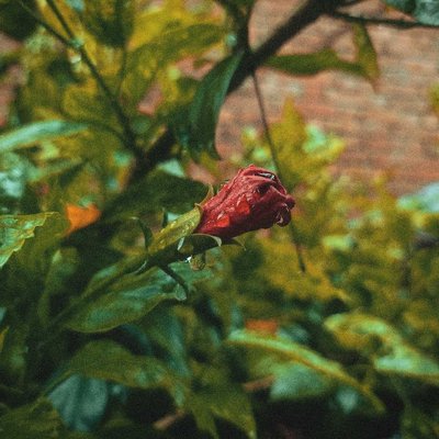 Growing 