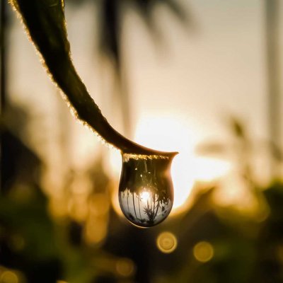 Morning drop and The Reflection Inside 