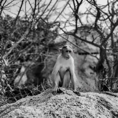 Monkey🐒