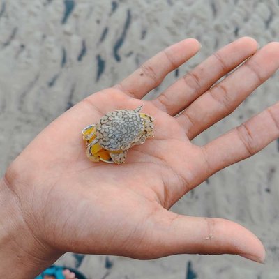 Baby Crab
