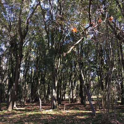 Parque Pereyra Iraola 