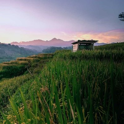 Sawah