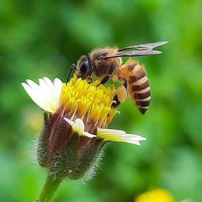 Macro (Nature Flora/Fauna)