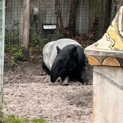 Malayan Tapir 📸