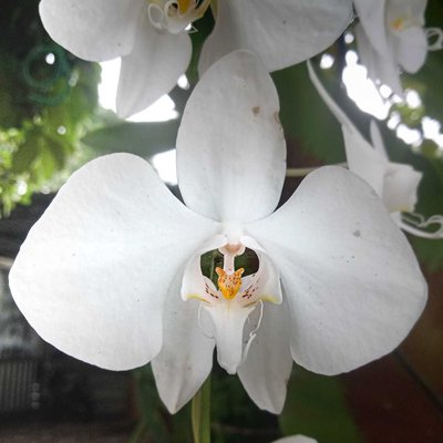 Phalaenopsis Amabilis
