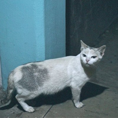 An uninvited guest