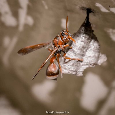 Photo Macro