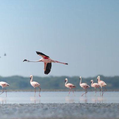 lesser flamingo 