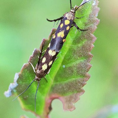Eretmocera impactella......