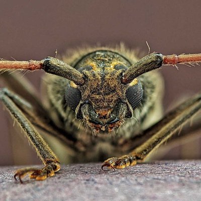long horn beetle 