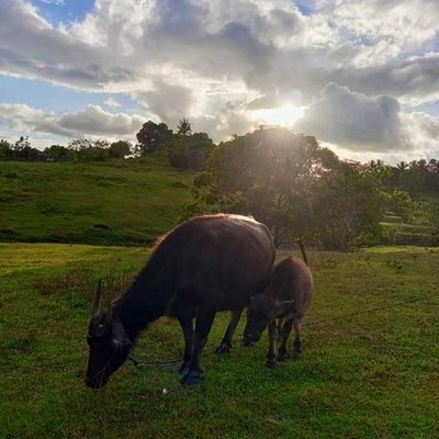 Carabao