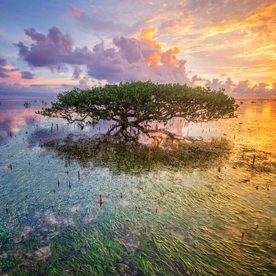 Bakau Jomblo Pantai Cijeruk Indah