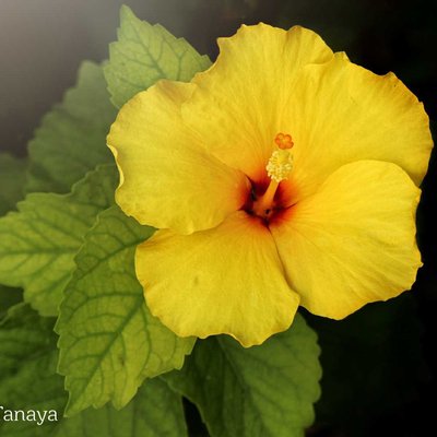 Yellow hibiscus 🌺💛