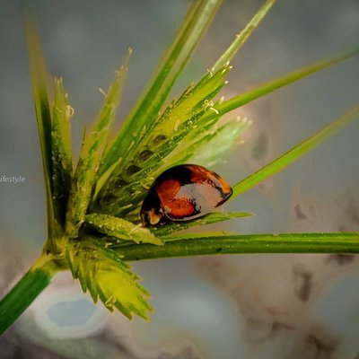Kepik atau Ladybug