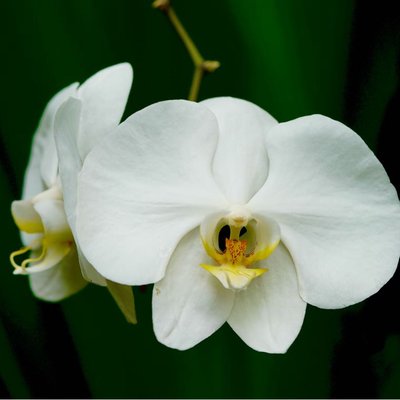 Phalaenopsis amabilis