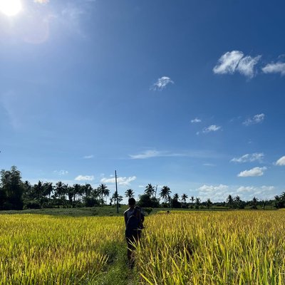 Rice fields