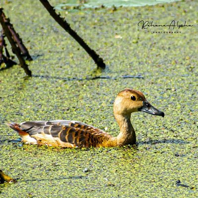 Whistling duck 