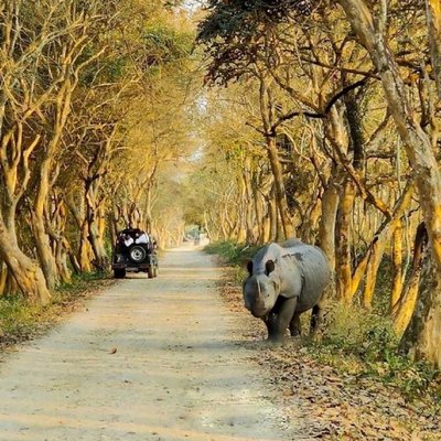 KAZIRANGA 🦏