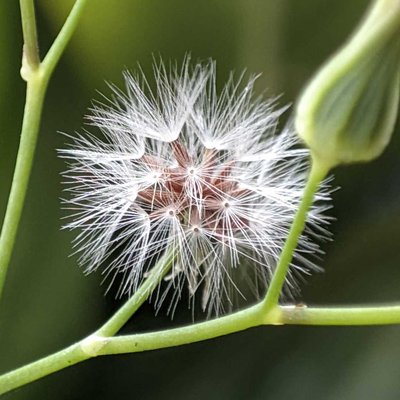 Oriental false hawksbeard