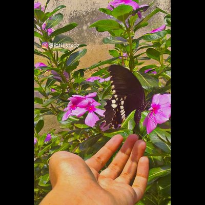 Chasing the butterflies🦋