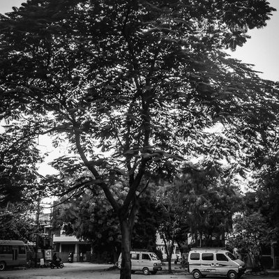 Tree 🌲
