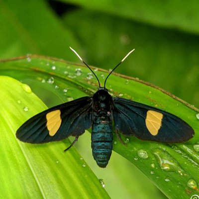 CYANAOPEPLA