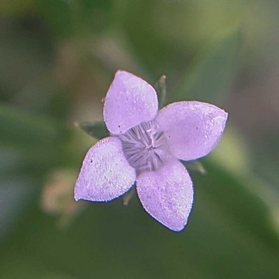 macro bunga