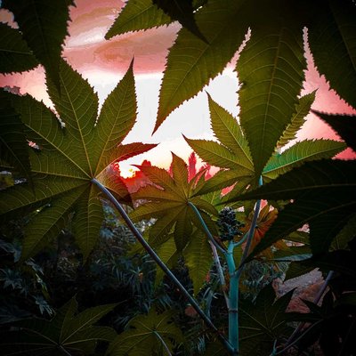 Sunset Photography 🌇🌿