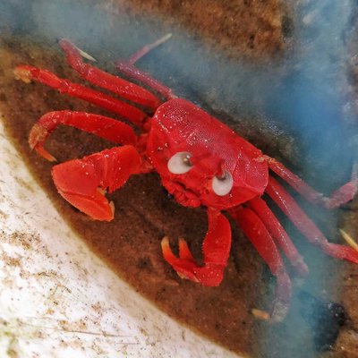 Red Crab..🦀