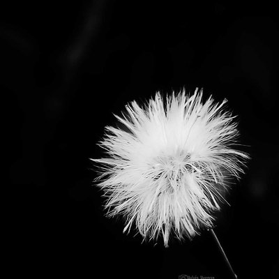 Black n white potography
