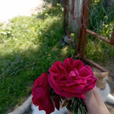 🌹