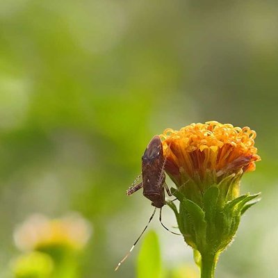 Miridae
