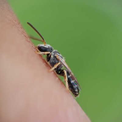 probably sweat bee