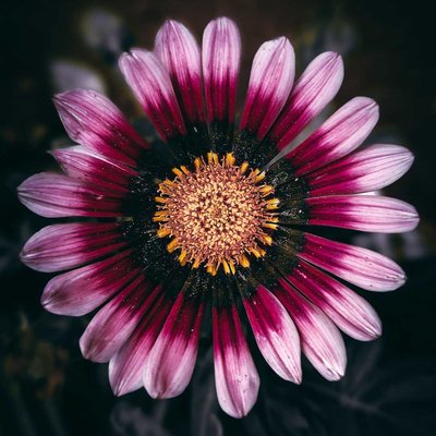 Macro Flower