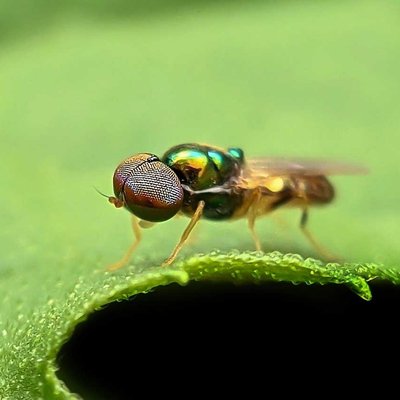 Microchrysa fly