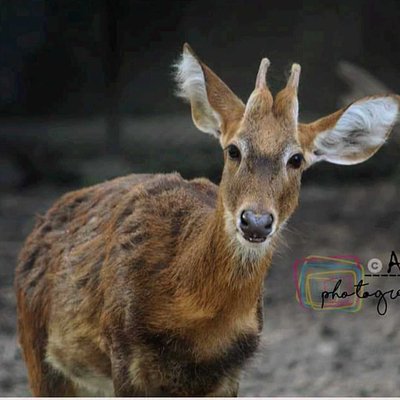 Bawean deer 