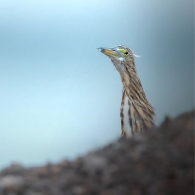 egret 