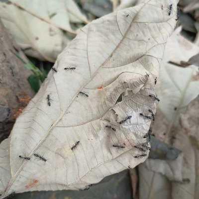 ant 