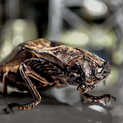 Wood Bettle ( Tonggeret )