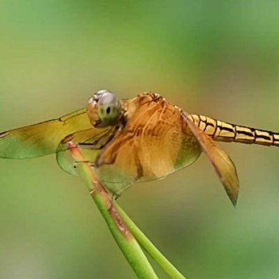 capung (Dragonfly)