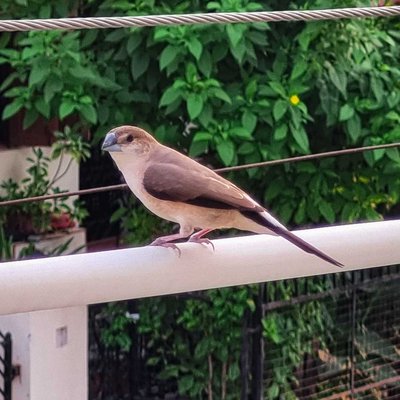 INDIAN SILVERBILL