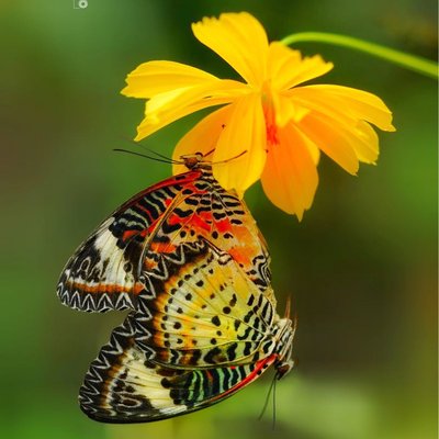 Kupu-kupu Lacewing (Cethosia)