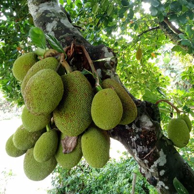 NANGKA