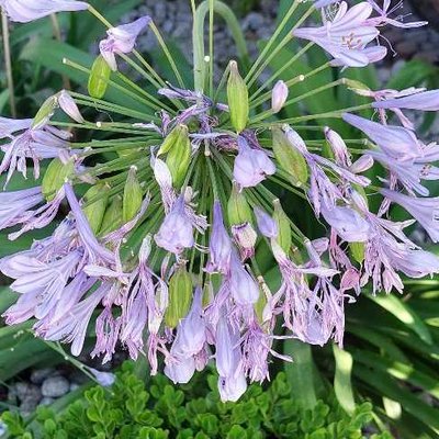 Agapanthus africanus