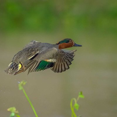 Wings are on action